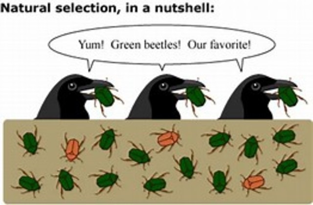 The origin of species by means of natural selection is published