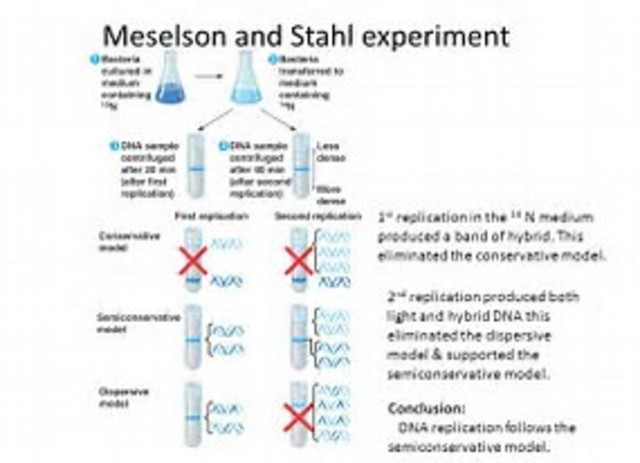 Meselson-Stahl experiment