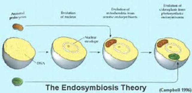 Endosymbiosis