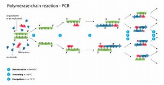 Polymerase chain reaction