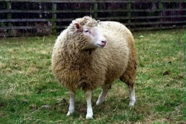 Dolly the Sheep