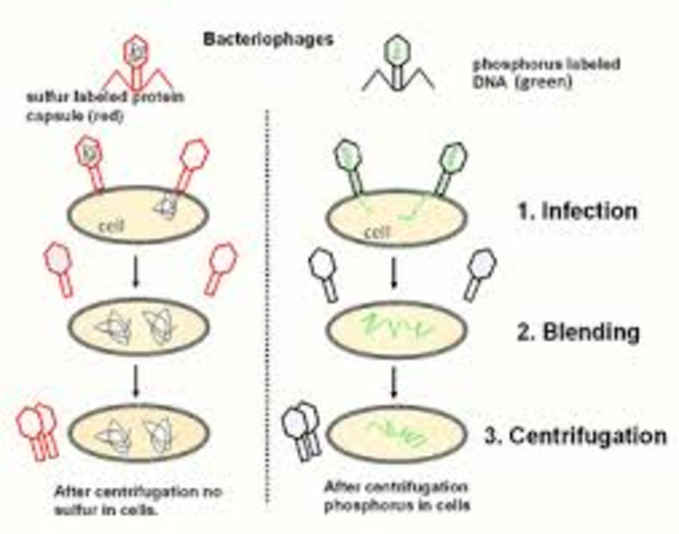 Hershey-Chase experiments are published