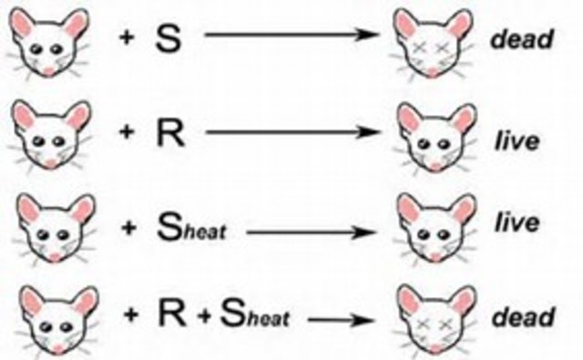 frederick griffith describes the process of transformation