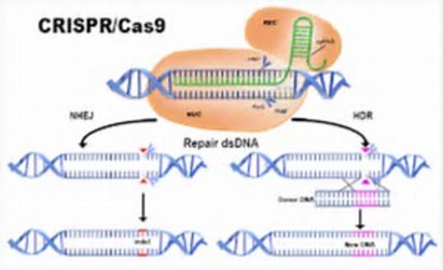 CRISPr/CAS 9 is identified and described