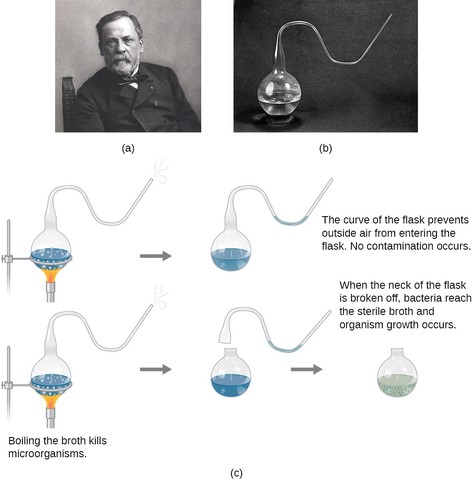 Louis Pasteur refutes spontaneous generation