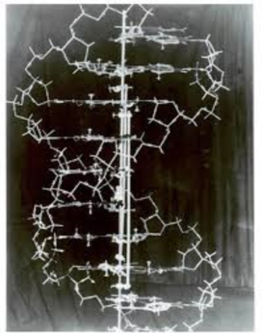 Watson and Crick propose the double helix model of DNA structure