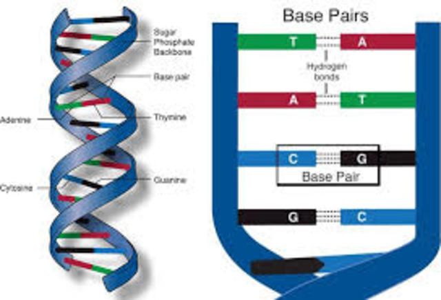 Avery, MacLoed and McCarty determine that DNA is the molecule that carries the genetic code