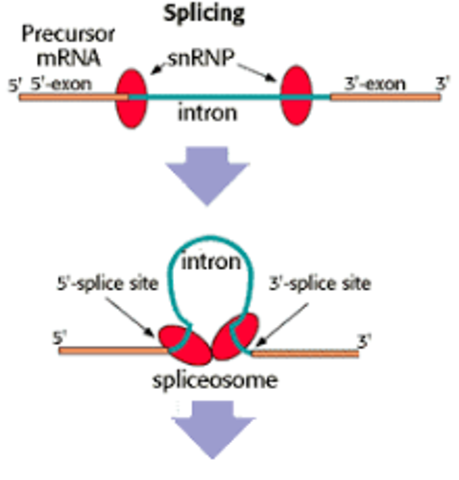 Spliceosomes were discovered and described