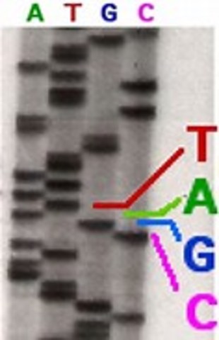 The Sanger Technique is developed