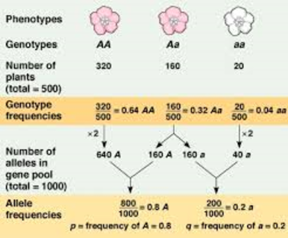 Hardy and Weinberg independently develop the Hardy-Weinberg equation for determining allele frequencies in populations