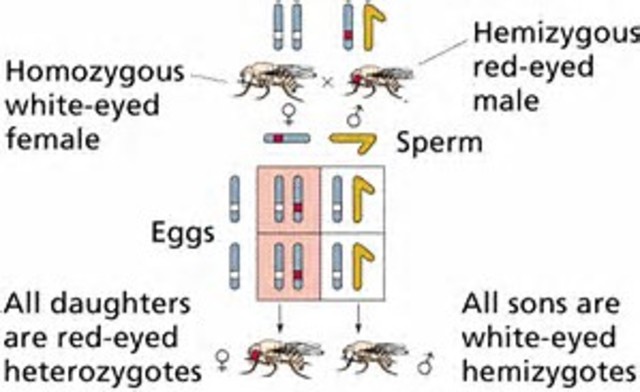 T. Hunt Morgan discovers sex-linkage