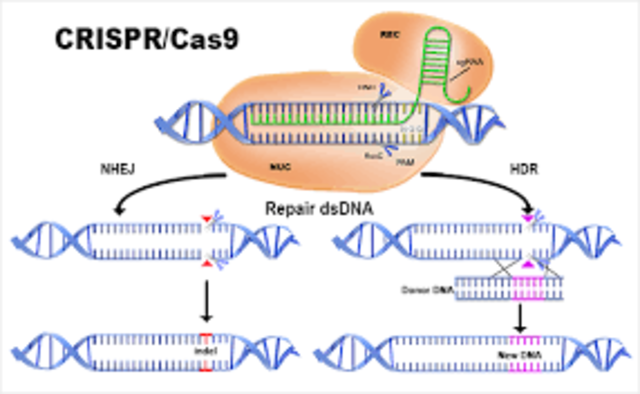 CRISPRs/CAS 9 is identified and described
