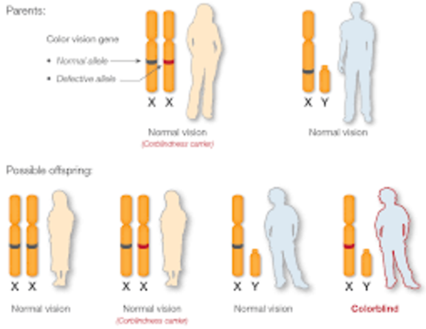 T. Hunt Morgan discovers sex-linkage