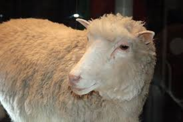 Dolly the sheep is cloned