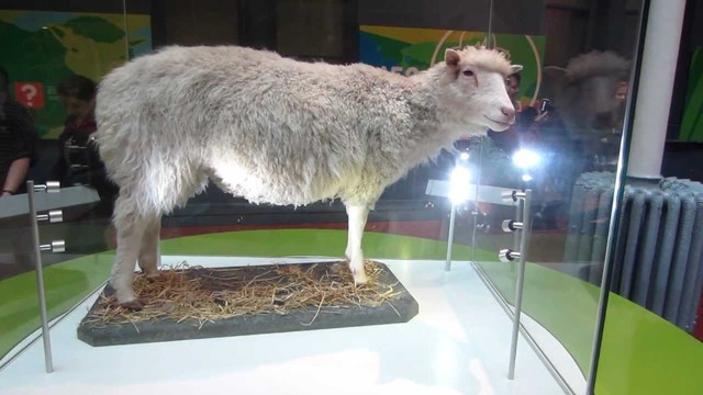 Dolly the sheep