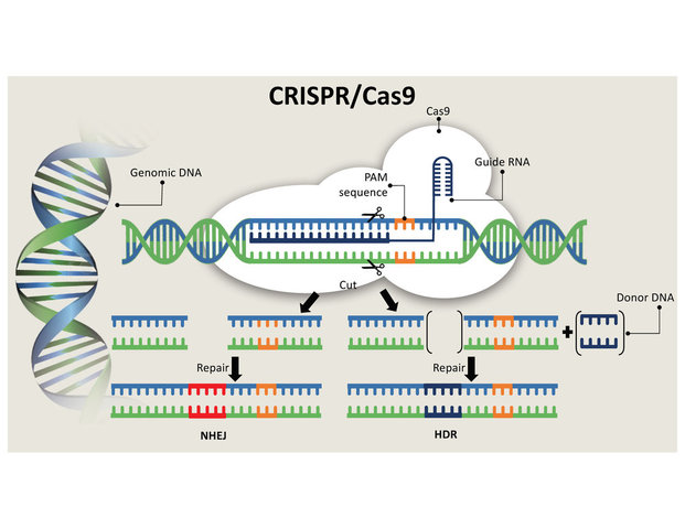 CRISPr/CAS 9