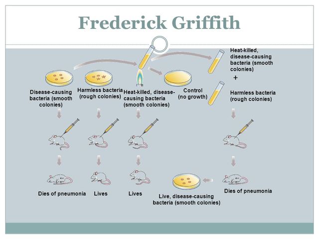 Frederick Griffith describes the process of transformation