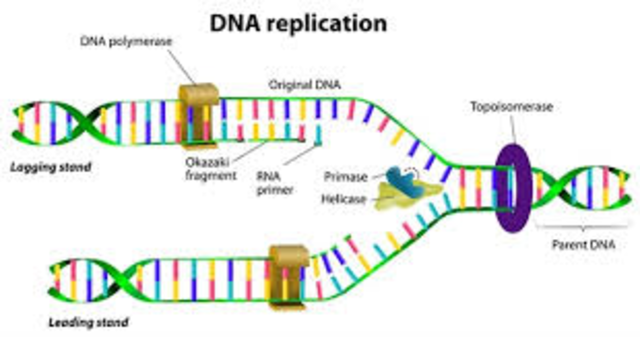 Meselson and Stahl work with DNA replication