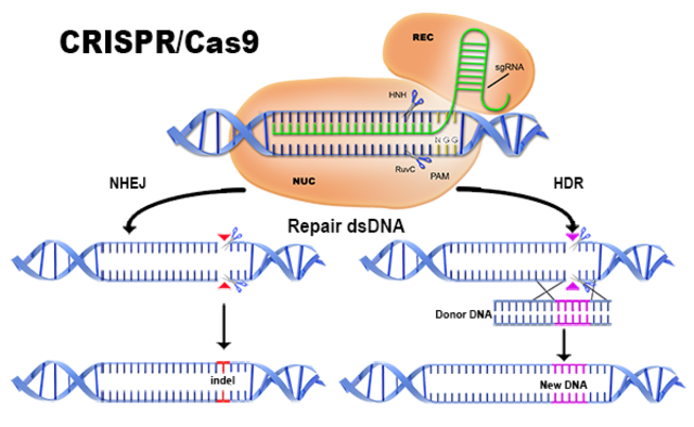 CRISPR-Cas9