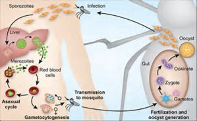 Plasmodium falciparum is described as the causative agent of malaria