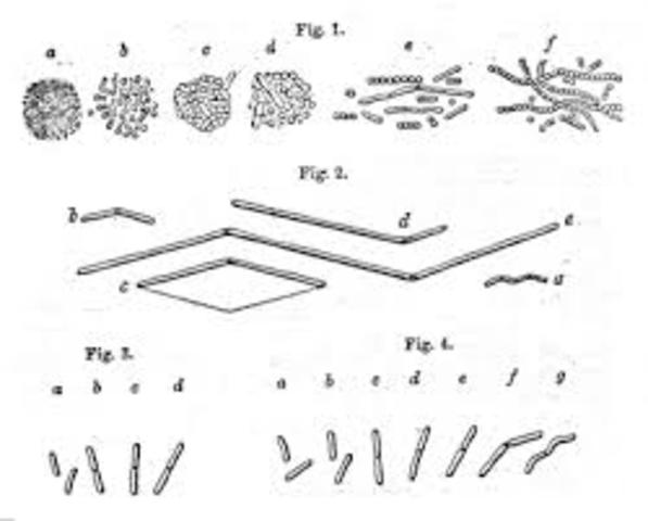 The Germ Theory of Disease is published