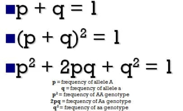 Hardy and Weinberg independently develop the Hardy-Weinberg equation for determining allele frequencies in populations