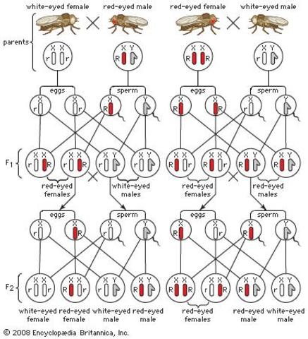 T. Hunt Morgan discovers sex-linkage