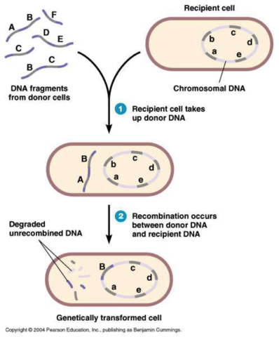 Fredrick Griffith describes the process of transformation
