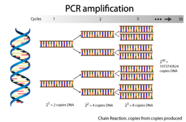 Polymerase Chain Reaction