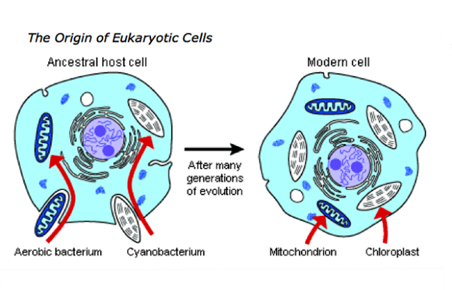 Endosymbiosis is described by Lynn Margulis
