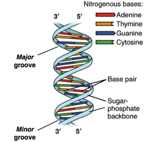 Rosalind Franklin works with DNA and X-Ray crystallography and develops “Image 51”