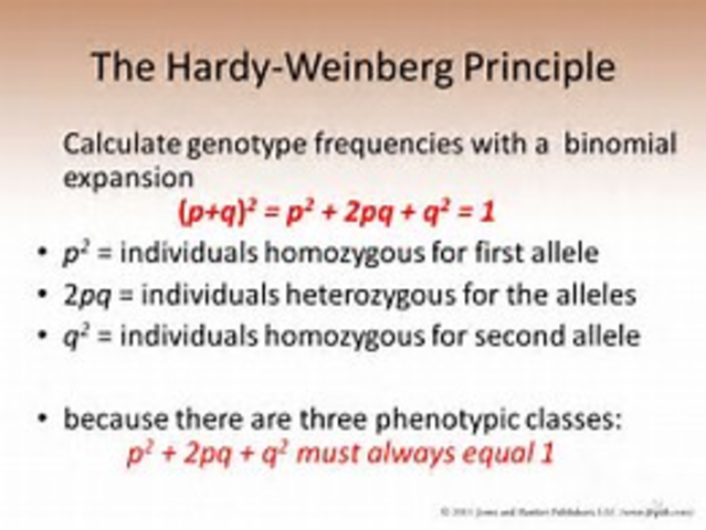 Hardy-Weinberg Equation