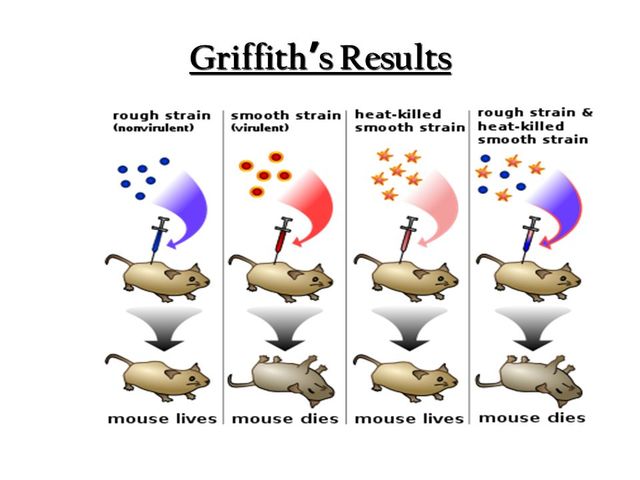 Frederick Griffith describes the process of transformation