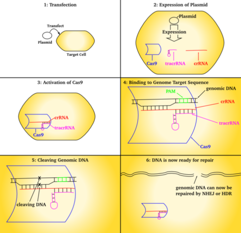 CRISPr/CAS 9 is identified and described