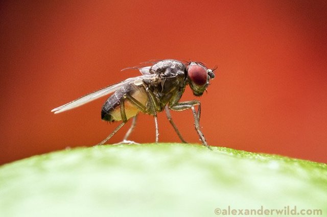 “Reproductive isolation as a consequence of adaptive divergence in Drosophila pseudoobscrura” published