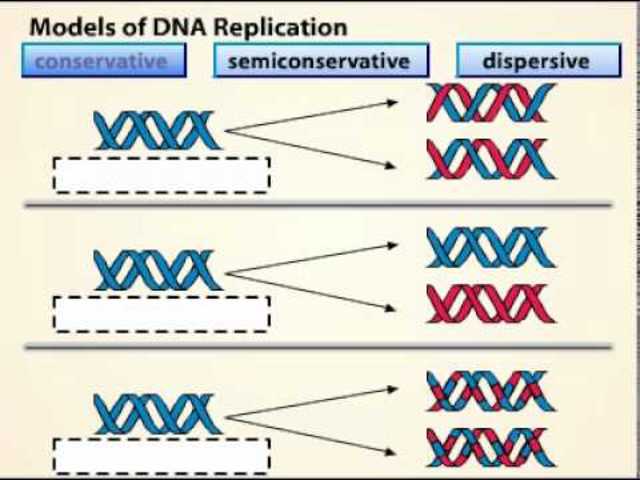 Meselson and the Stahl work with DNA Replication