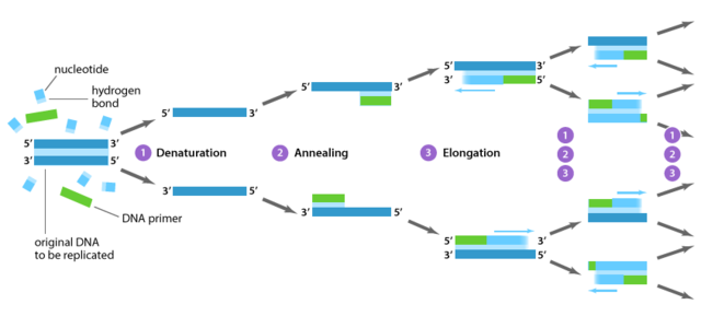 Kary Mullis develops Polymerase Chain Reaction