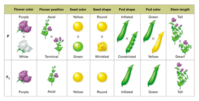 Gregor Mendel publishes works on inheritable of traits in pea plants