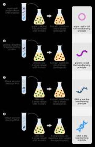 Avery, MacLoed and McCarty determine that DNA is the molecule that carries the genetic code