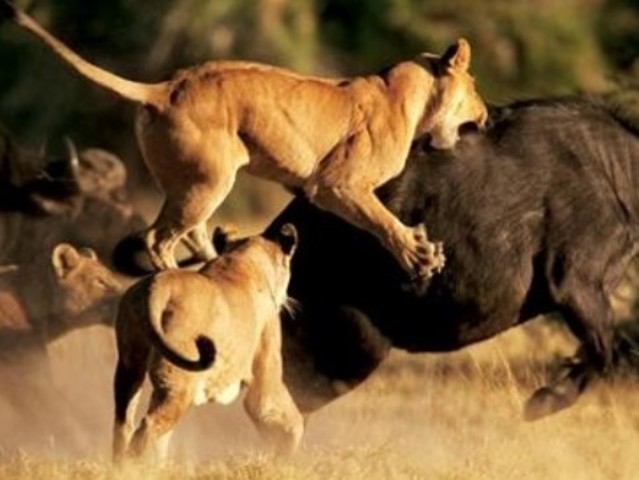 Hull: Los principios de la conducta