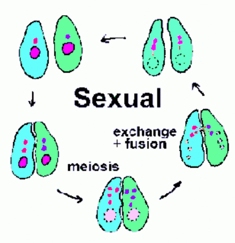 Reproducción sexual