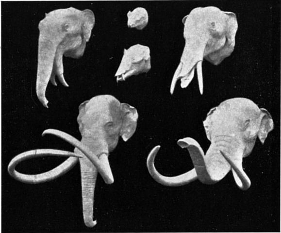 Lamarck develops Hypothesis of evolution