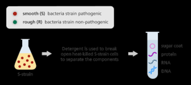 Avery, MacLoed and McCarty determine that DNA carries the genetic code
