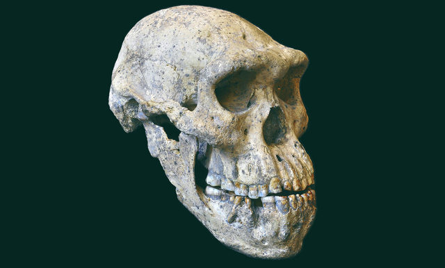 Homo denisova fossil discovered