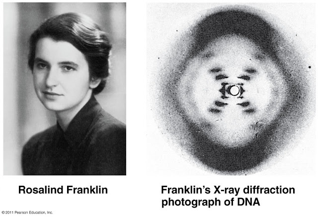Rosalind Franklin works with DNA and X-Ray crystallography