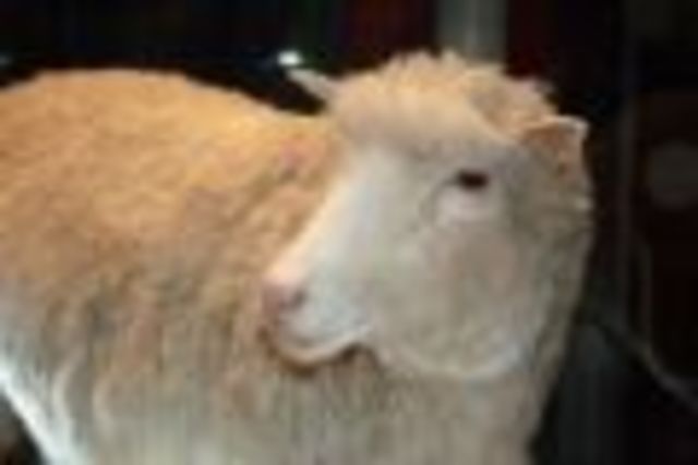 Dolly the sheep is cloned
