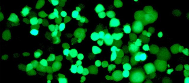 Primera imatges d'un virus