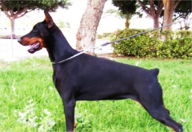 Mi Doberman