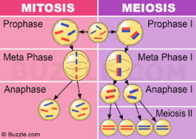 Mitosis y Meiosis