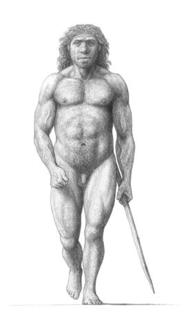 Homo Neanderthalensis